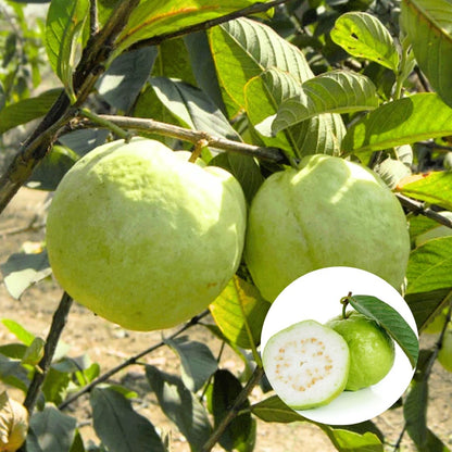 Tropical Guava Air Layered Healthy Fruit Plant