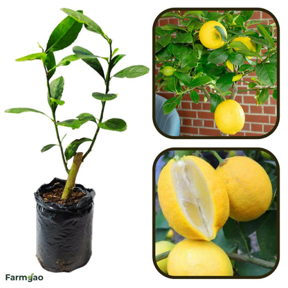 Tropical Lemon Plant Live Nimbu Tree Kagzi Lemon Citrus Limon Fruit Plant