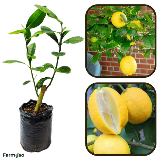 Tropical Lemon Plant Live Nimbu Tree Kagzi Lemon Citrus Limon Fruit Plant