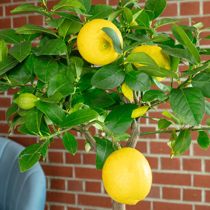Tropical Lemon Plant Live Nimbu Tree Kagzi Lemon Citrus Limon Fruit Plant