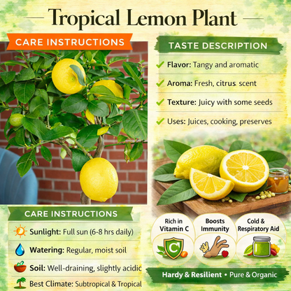 Tropical Lemon Plant Live Nimbu Tree Kagzi Lemon Citrus Limon Fruit Plant