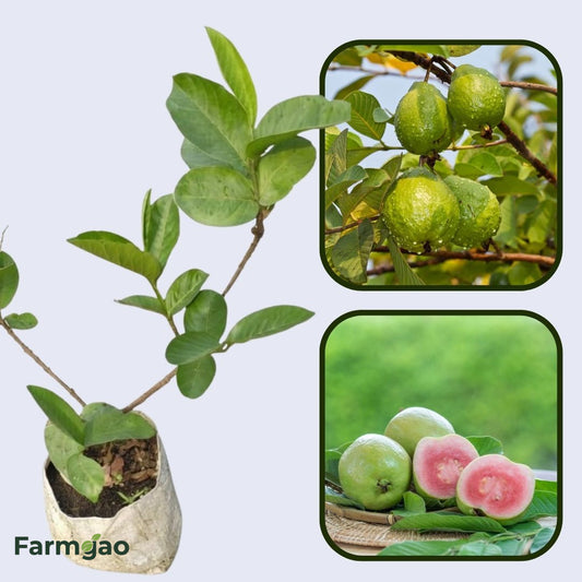 Tropical Rose Guava Air Layered Healthy Fruit Plant