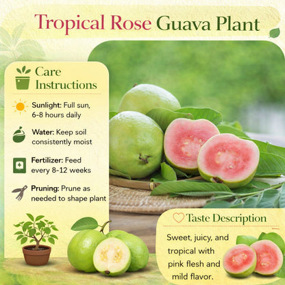 Tropical Rose Guava Air Layered Healthy Fruit Plant