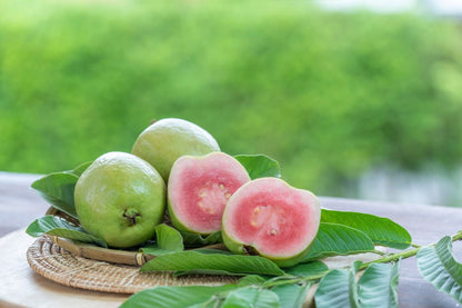 Tropical Rose Guava Air Layered Healthy Fruit Plant