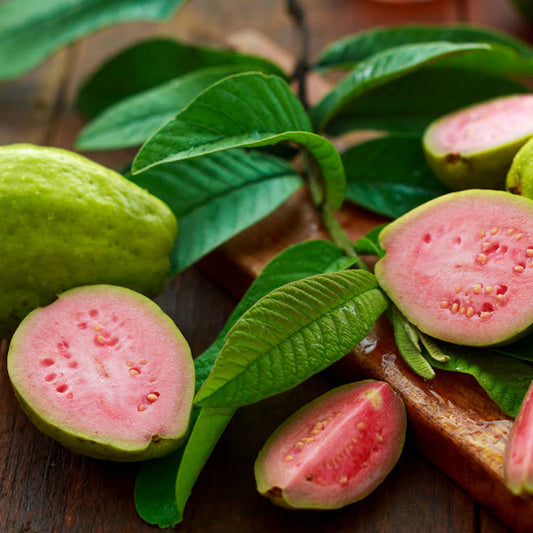 Tropical Rose Guava Air Layered Healthy Fruit Plant