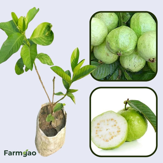 Tropical White Guava Air Layered Healthy Fruit Plant