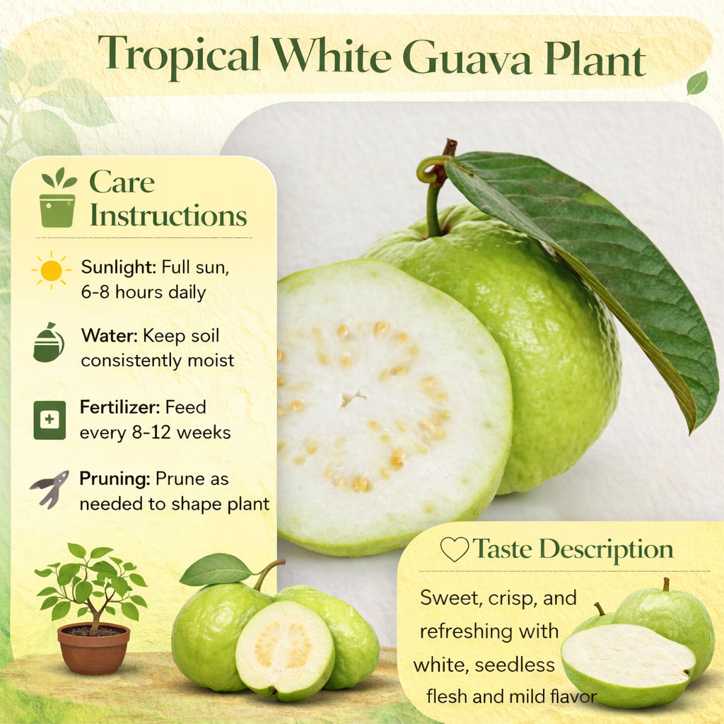 Tropical White Guava Air Layered Healthy Fruit Plant
