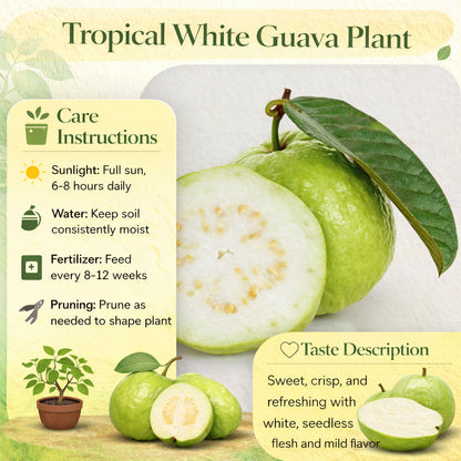 Tropical White Guava Air Layered Healthy Fruit Plant