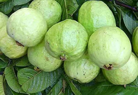Tropical White Guava Air Layered Healthy Fruit Plant