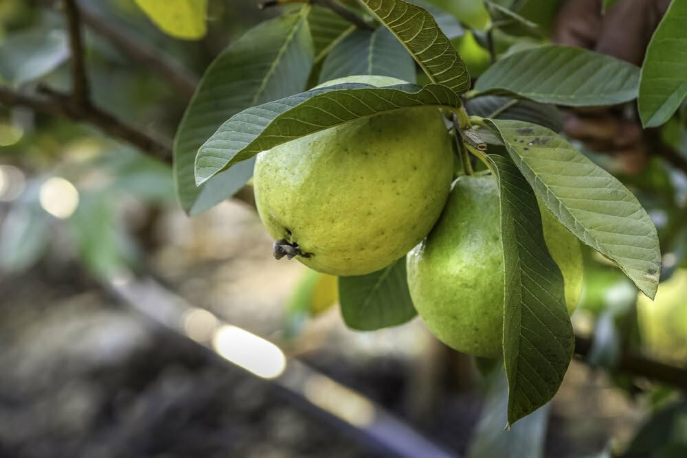 Tropical White Guava Air Layered Healthy Fruit Plant