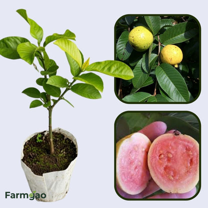 Tunisian Pink Guava Air Layered Healthy Fruit Plant