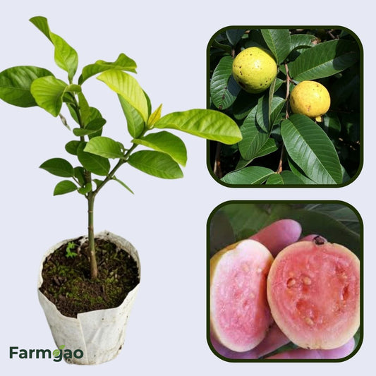 Tunisian Pink Guava Air Layered Healthy Fruit Plant
