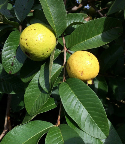 Tunisian Pink Guava Air Layered Healthy Fruit Plant