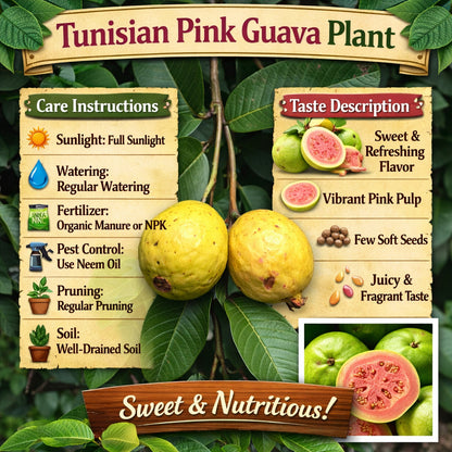 Tunisian Pink Guava Air Layered Healthy Fruit Plant