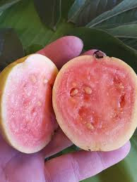 Tunisian Pink Guava Air Layered Healthy Fruit Plant