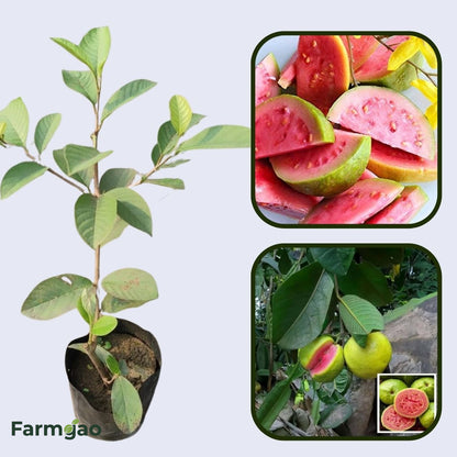 Turkey Pink Guava Air Layered Healthy Fruit Plant