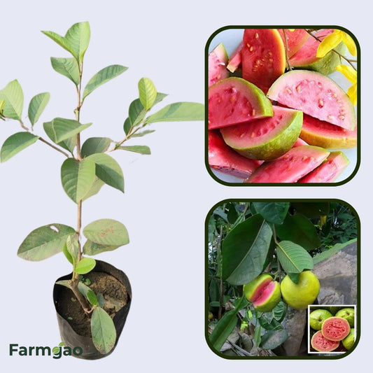 Turkey Pink Guava Air Layered Healthy Fruit Plant