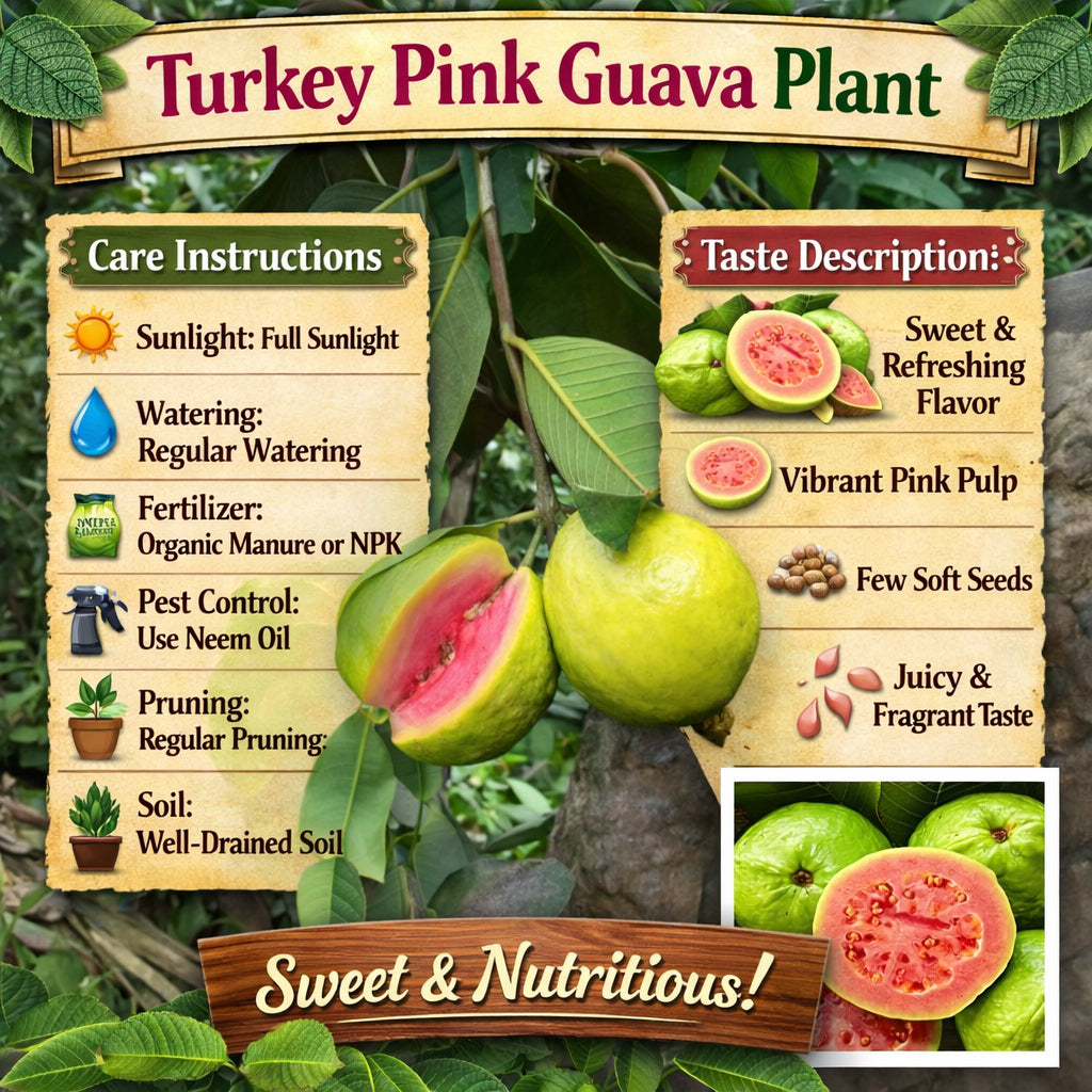 Turkey Pink Guava Air Layered Healthy Fruit Plant