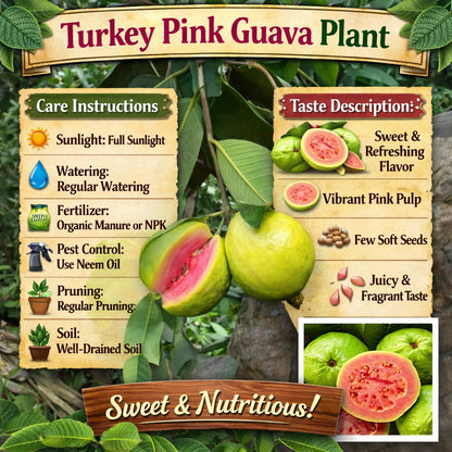 Turkey Pink Guava Air Layered Healthy Fruit Plant