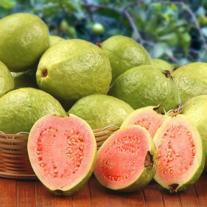 Turkey Pink Guava Air Layered Healthy Fruit Plant
