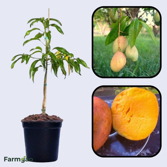 Turpentine Mango Aam Grafted Healthy Fruit Plant