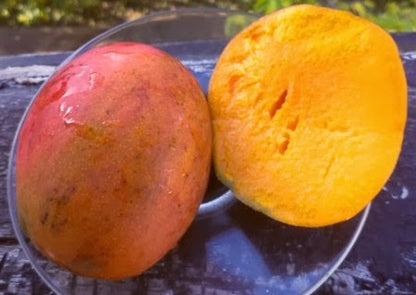Turpentine Mango Aam Grafted Healthy Fruit Plant