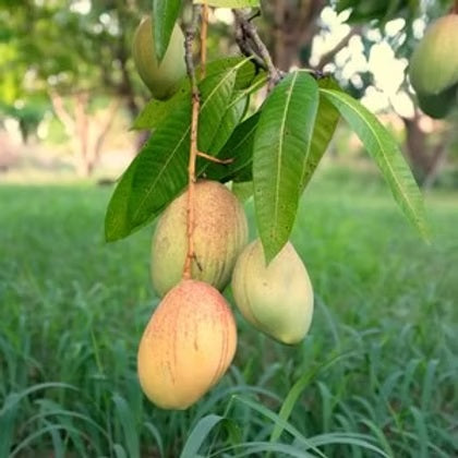 Turpentine Mango Aam Grafted Healthy Fruit Plant