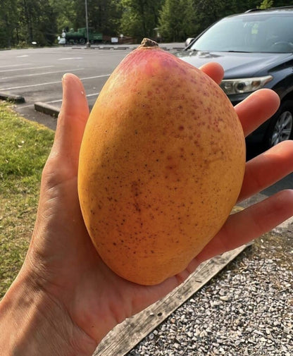 Turpentine Mango Aam Grafted Healthy Fruit Plant