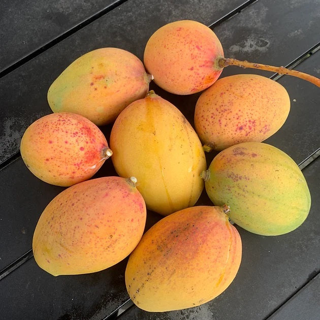 Turpentine Mango Aam Grafted Healthy Fruit Plant