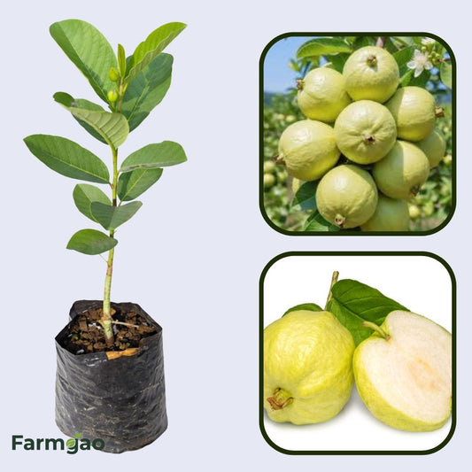 Tuxpan White Guava Air Layered Healthy Fruit Plant