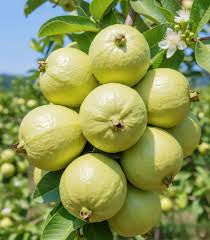 Tuxpan White Guava Air Layered Healthy Fruit Plant