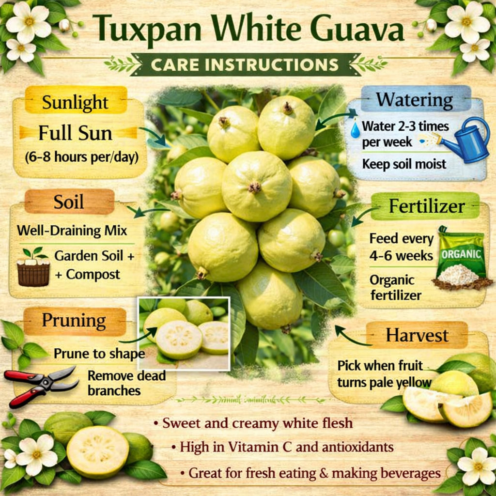 Tuxpan White Guava Air Layered Healthy Fruit Plant