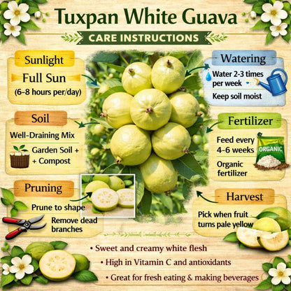 Tuxpan White Guava Air Layered Healthy Fruit Plant