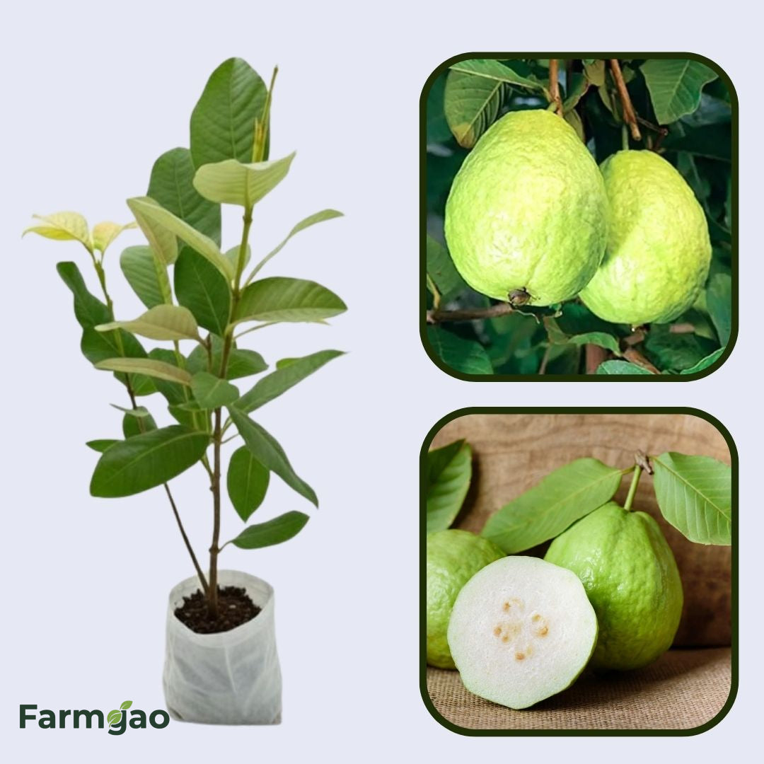 Uganda White Guava Air Layered Healthy Fruit Plant