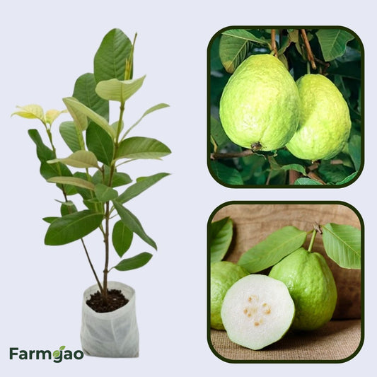 Uganda White Guava Air Layered Healthy Fruit Plant