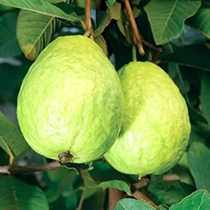 Uganda White Guava Air Layered Healthy Fruit Plant