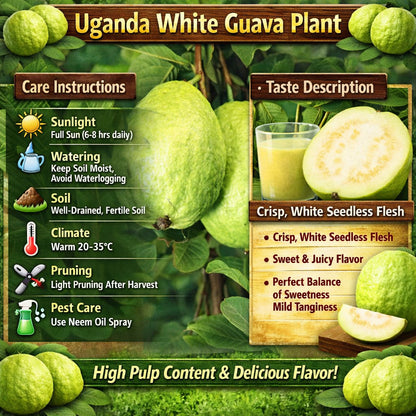 Uganda White Guava Air Layered Healthy Fruit Plant