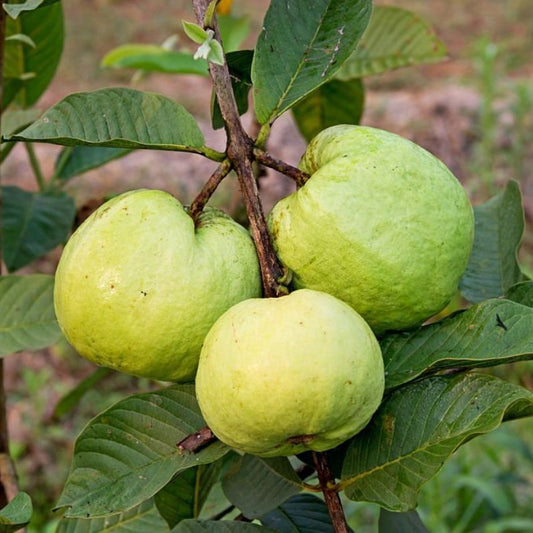 Uganda White Guava Air Layered Healthy Fruit Plant