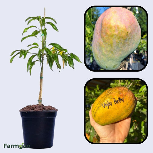 Ugly Betty Mango Aam Grafted Healthy Fruit Plant