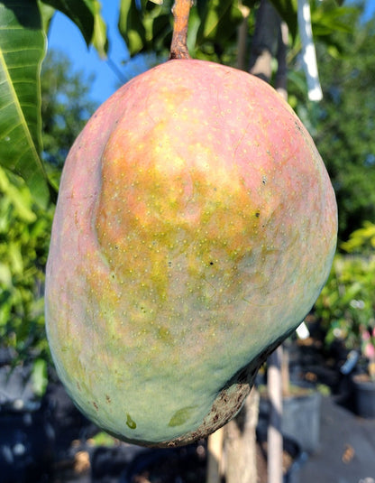 Ugly Betty Mango Aam Grafted Healthy Fruit Plant
