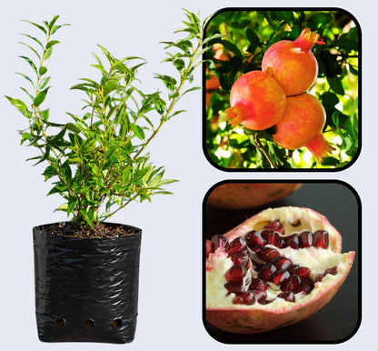 Utah Sweet Pomegranate Grafted Fruit Plant – High Yielding Sweet Juicy Anar Tree Variety