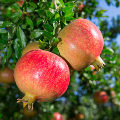 Utah Sweet Pomegranate Grafted Fruit Plant – High Yielding Sweet Juicy Anar Tree Variety