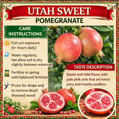 Utah Sweet Pomegranate Grafted Fruit Plant – High Yielding Sweet Juicy Anar Tree Variety