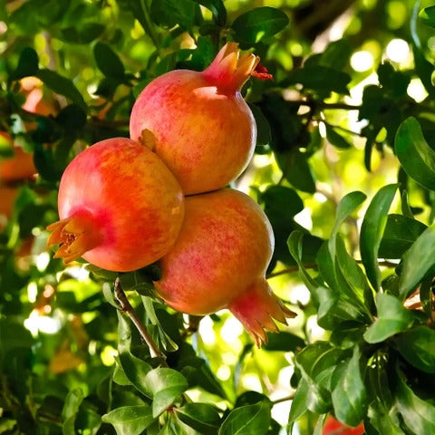 Utah Sweet Pomegranate Grafted Fruit Plant – High Yielding Sweet Juicy Anar Tree Variety
