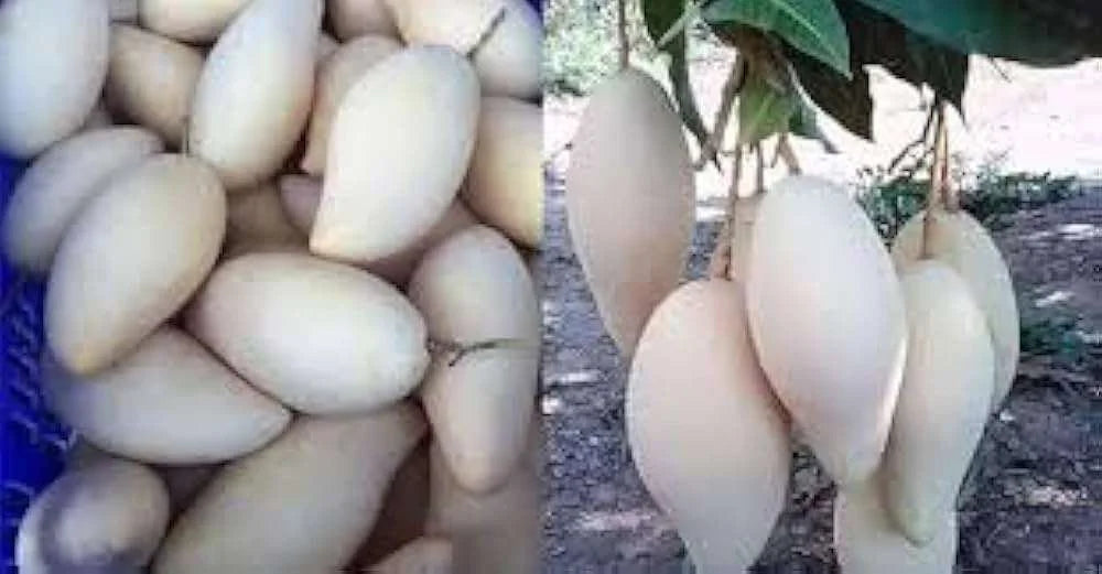 White Mango Grafted Hybrid Plant