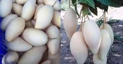 White Mango Grafted Hybrid Plant