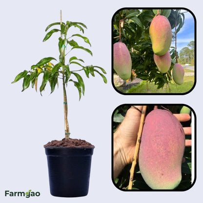 Valencia Pride Mango Aam Grafted Healthy Fruit Plant