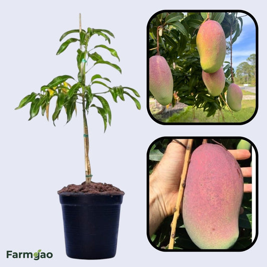 Valencia Pride Mango Aam Grafted Healthy Fruit Plant