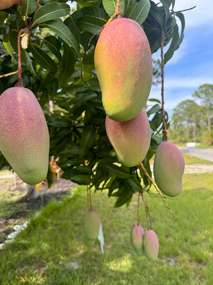 Valencia Pride Mango Aam Grafted Healthy Fruit Plant