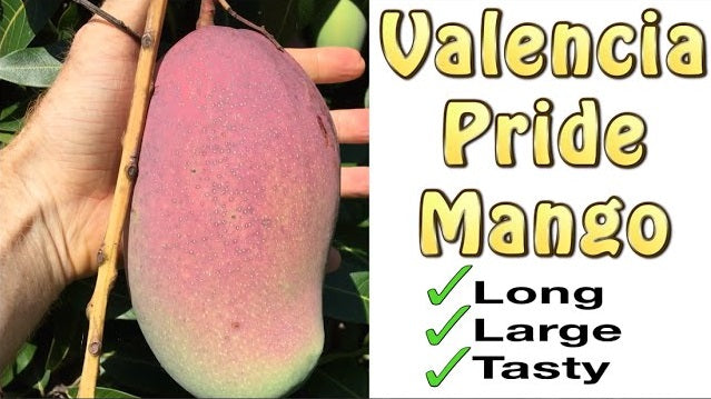 Valencia Pride Mango Aam Grafted Healthy Fruit Plant